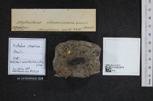 Hybodus cloacinus Quenstedt, 1858 - 010022014_L010040368