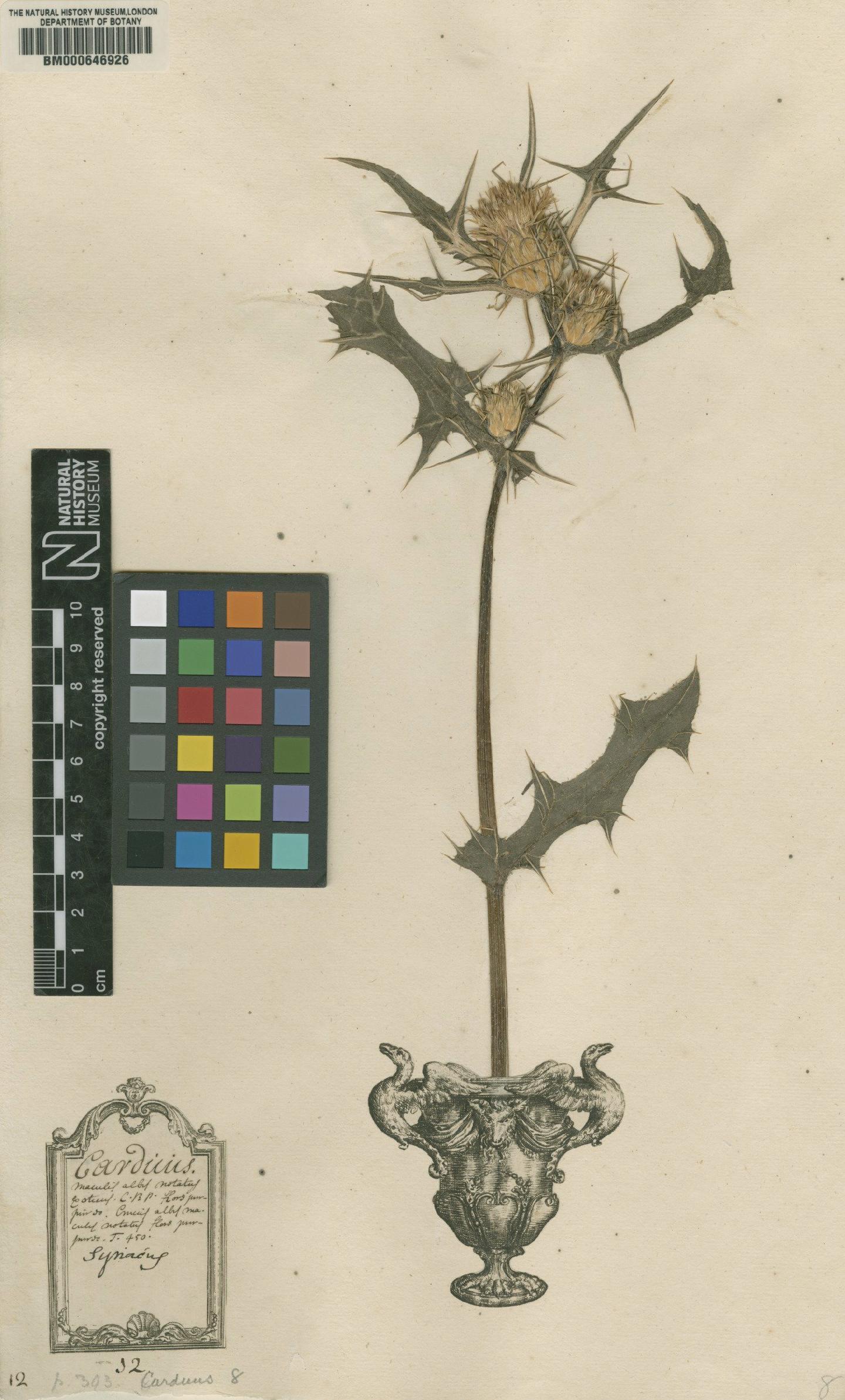 To NHMUK collection (Carduus syriacus L.; Original material; NHMUK:ecatalogue:4703563)