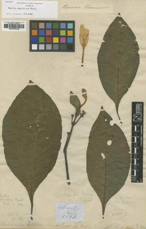 Ruellia densiflora Hemsl. - BM000992458