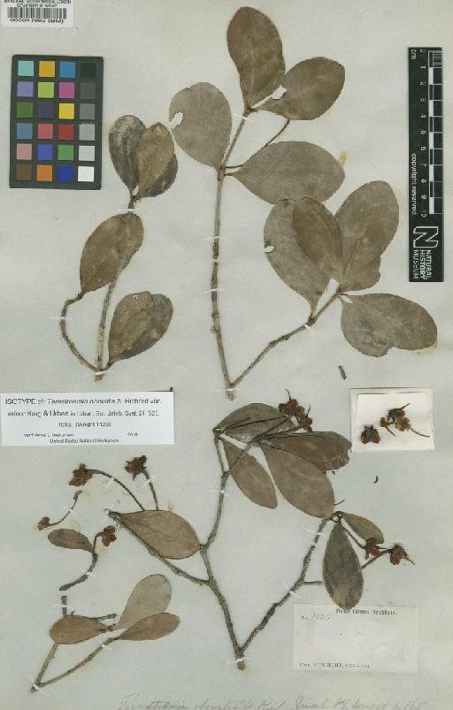 Ternstroemia peduncularis DC. - BM000041992