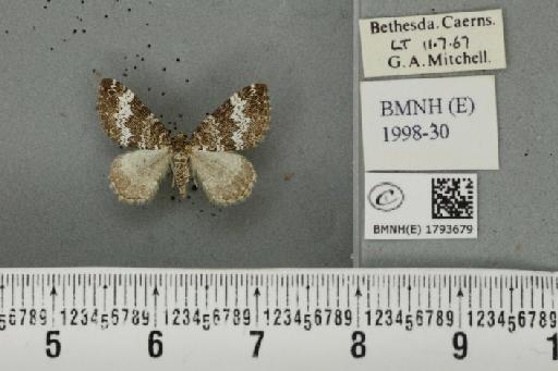 Perizoma alchemillata (Linnaeus, 1758) - BMNHE_1793679_370762
