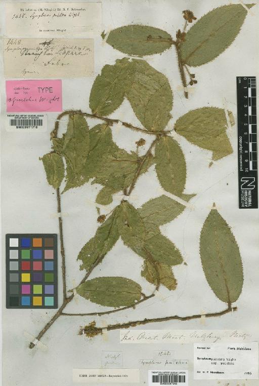 Symplocos pulchra subsp. pulchra Wight - BM000611710