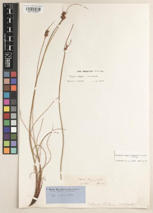 Schoenus compactus (Levyns) T.L.Elliott & Muasya - BM013399037