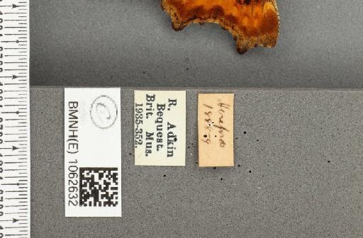 Polygonia c-album f. hutchinsoni Robson, 1881 - BMNHE_1062632_label_23455