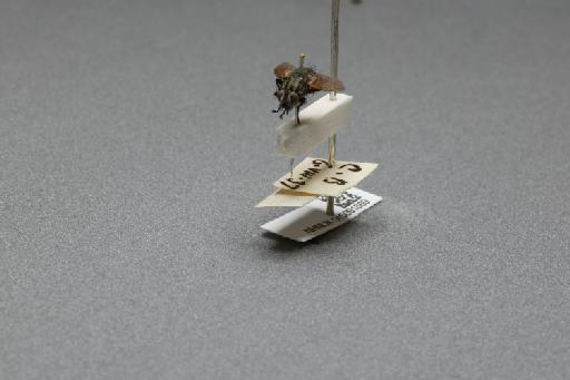 Sarcophaga (Myorhina) nigriventris Meigen, 1826 - 015091869_additional_3