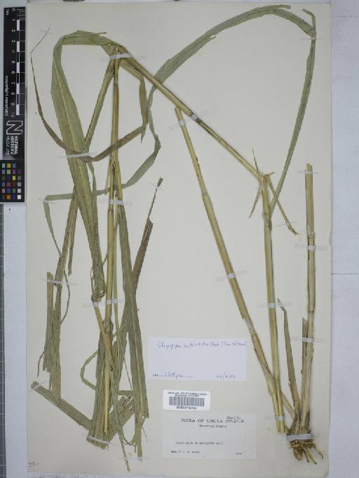 Flowering plant - 000759104