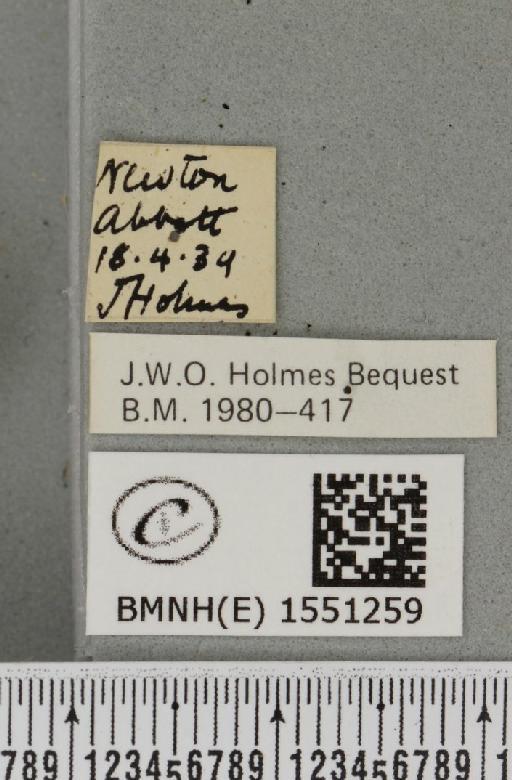Polyploca ridens (Fabricius, 1787) - BMNHE_1551259_label_238581