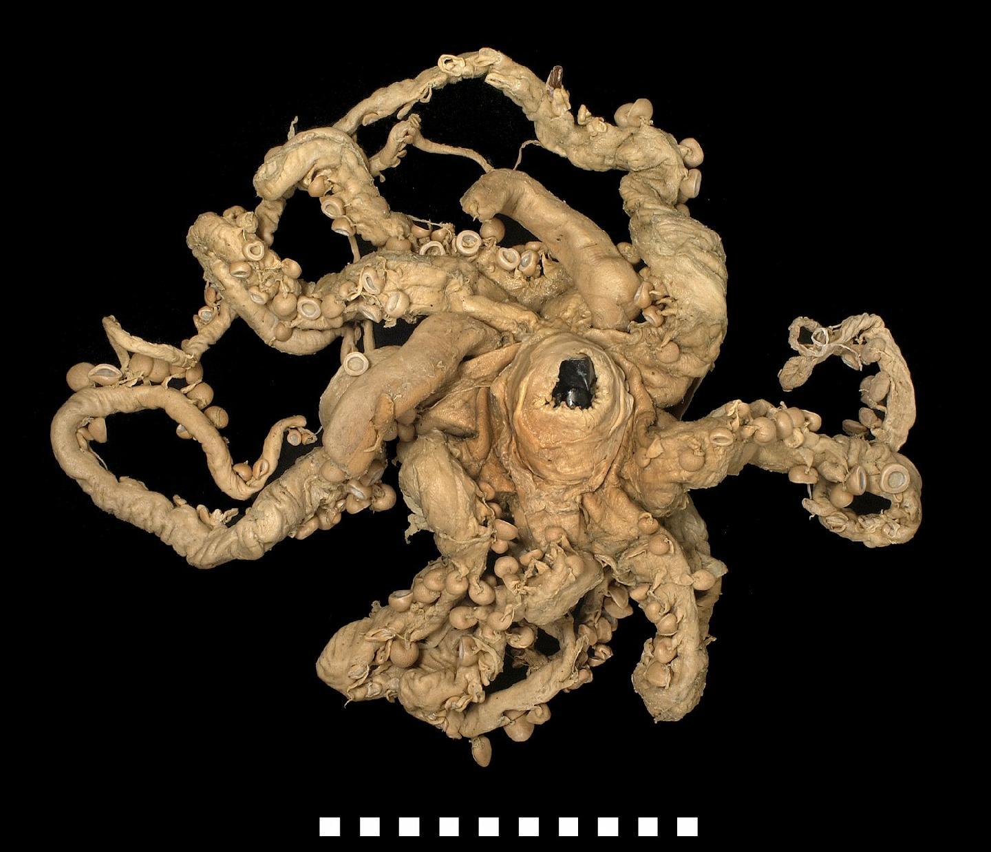 To NHMUK collection (Mesonychoteuthis hamiltoni Robson, 1925; SYNTYPE(S); NHMUK:ecatalogue:2681260)