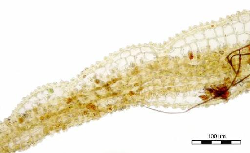 Exostratum asperum (Mitt.) L.T.Ellis - Leucophanes giulianetii_BM000665369hyalinebridges