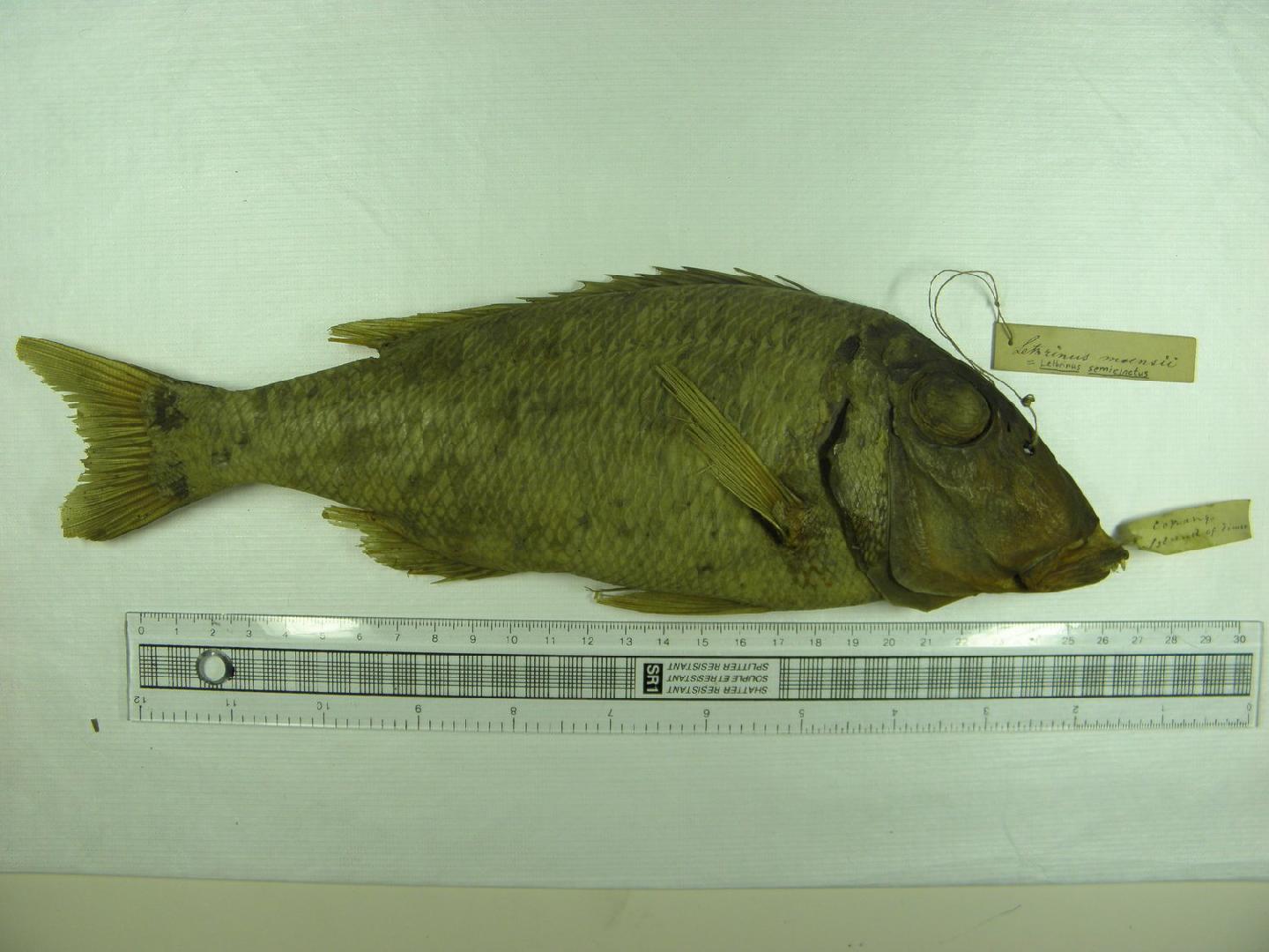 To NHMUK collection (Lethrinus moensii Bleeker, 1855; NHMUK:ecatalogue:2576990)