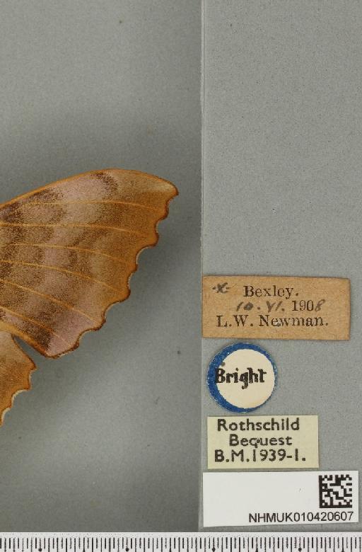 Laothoe populi ab. fuchsi Bartel, 1900 - NHMUK_010420607_label_526761