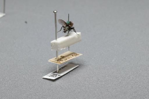 Sarcophaga (Myorhina) nigriventris Meigen, 1826 - 015092172_additional_1