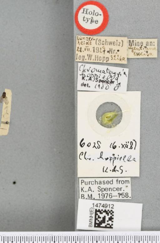 Chromatomyia hoppiella Spencer, 1991 - BMNHE_1474912_label_48411
