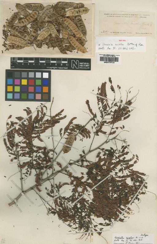 Acacia bicolor Britton & Rose - BM000795248