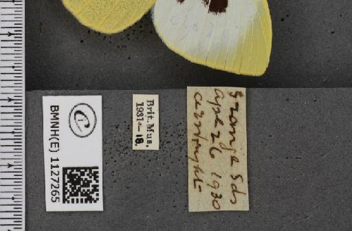 Pieris brassicae ab. fasciata Kiefer, 1918 - BMNHE_1127265_label_84406