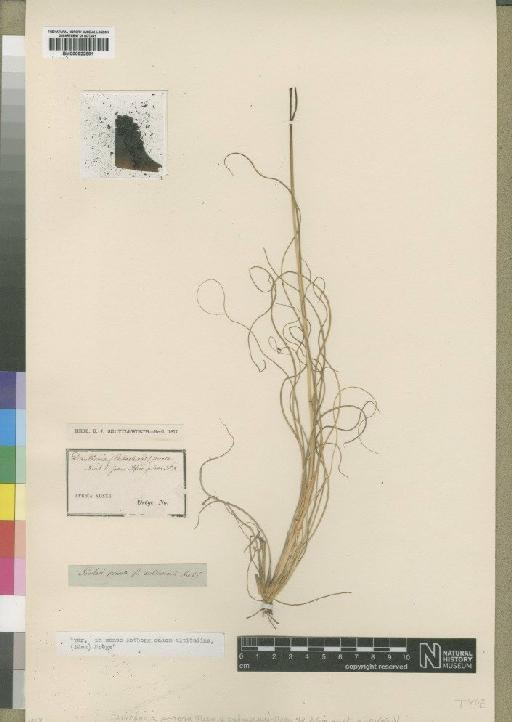 Pentaschistis setifolia (Thunb.) McClean - BM000922891