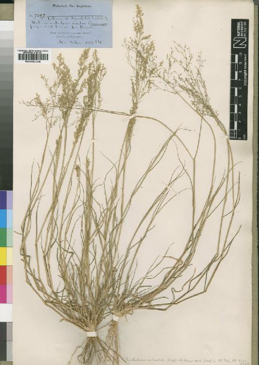 Tricholaena monachne (Trin.) Stapf & C.E.Hubb. - BM000923256