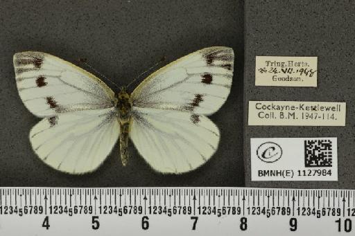 Pieris napi sabellicae ab. supermaculata Müller, 1938 - BMNHE_1127984_81462