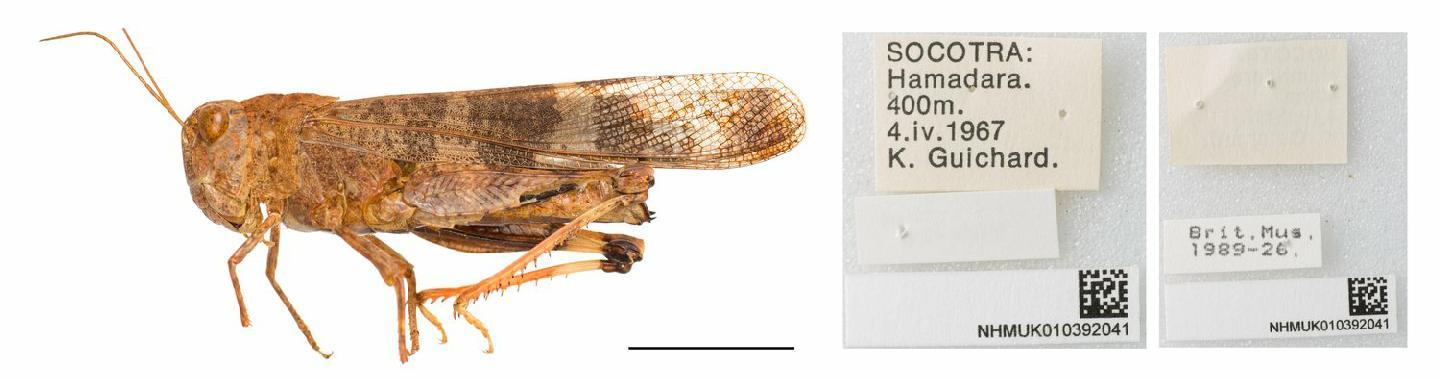 Scintharista