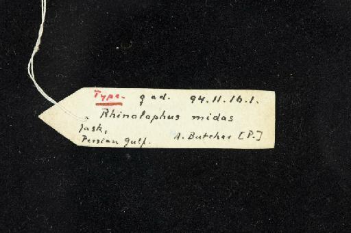 Rhinolophus midas Andersen, 1905 - 1894_11_16_1-Rhinolophus_midas-Holotype-Skull-label