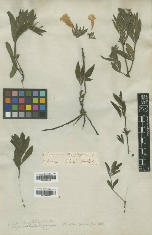 Ruellia geminiflora Kunth - BM000992462