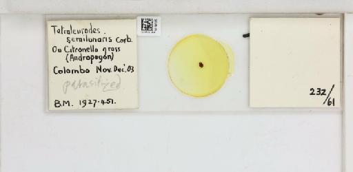 Crescentaleyrodes semilunaris Corbett, 1926 - 013500268_117713_1091979_157852_Type