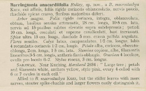 Barringtonia sarcostachys f. sarcostachys (Blume) Miq. - BM000944265_a