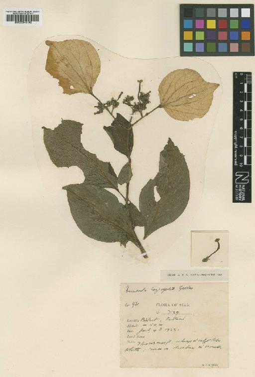 Mussaenda angustisepala Ridl. - BM000945192