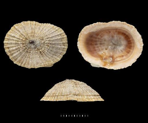 Siphonaria lineolata Sowerby, 1835 - 1981023, SYNTYPE(S), Siphonaria lineolata Sowerby, 1835