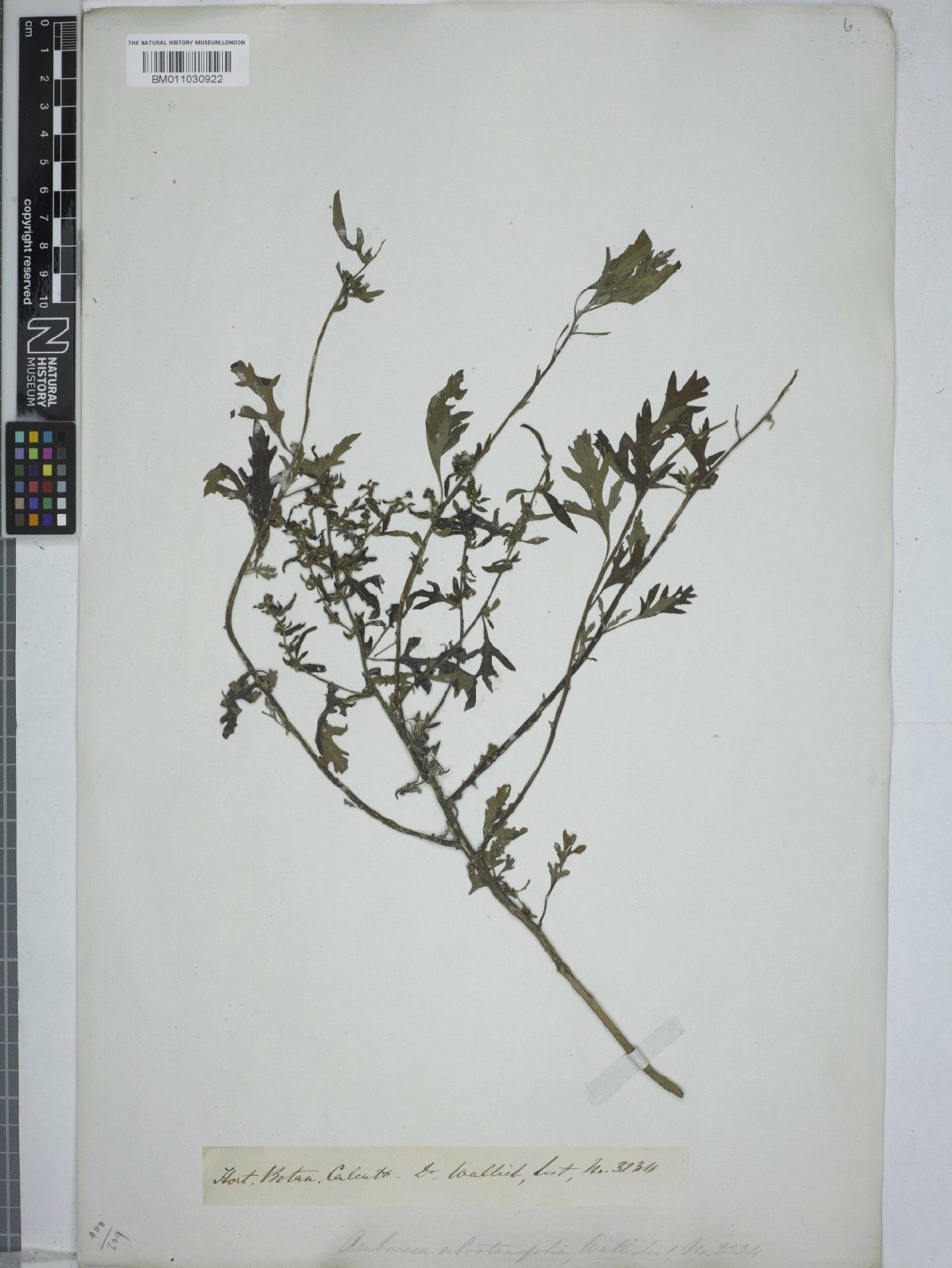 To NHMUK collection (Ambrosia abrotanifolia Wall.; NHMUK:ecatalogue:9154616)