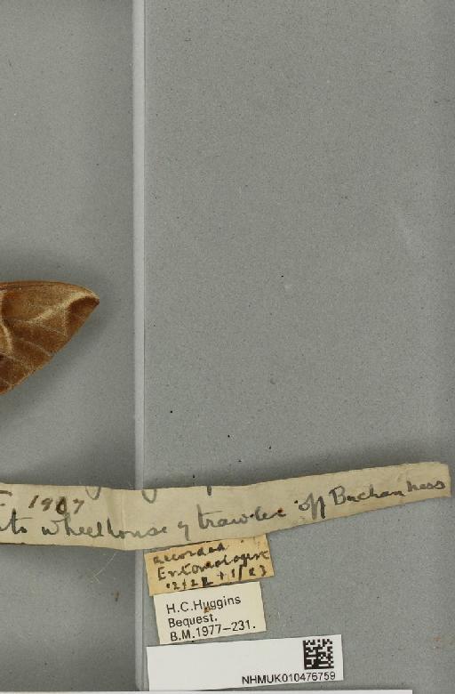 Daphnis nerii (Linnaeus, 1758) - NHMUK_010476759_label_534355