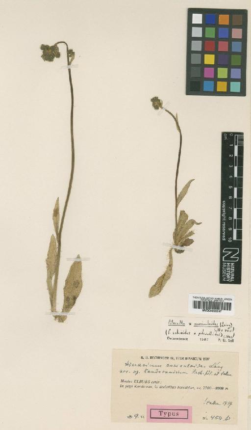Pilosella × auriculoides Lang - BM000996247