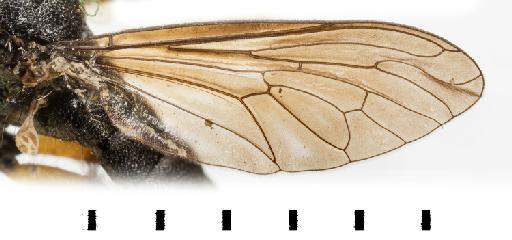 Laphria multipunctata Oldroyd, 1974 - NHMUK 012804996 Laphria multipunctata ST wing