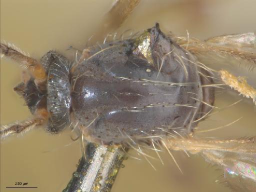 Boletina digitata Lundström, 1914 - 010626399_Boletina_digitata_thorax_d