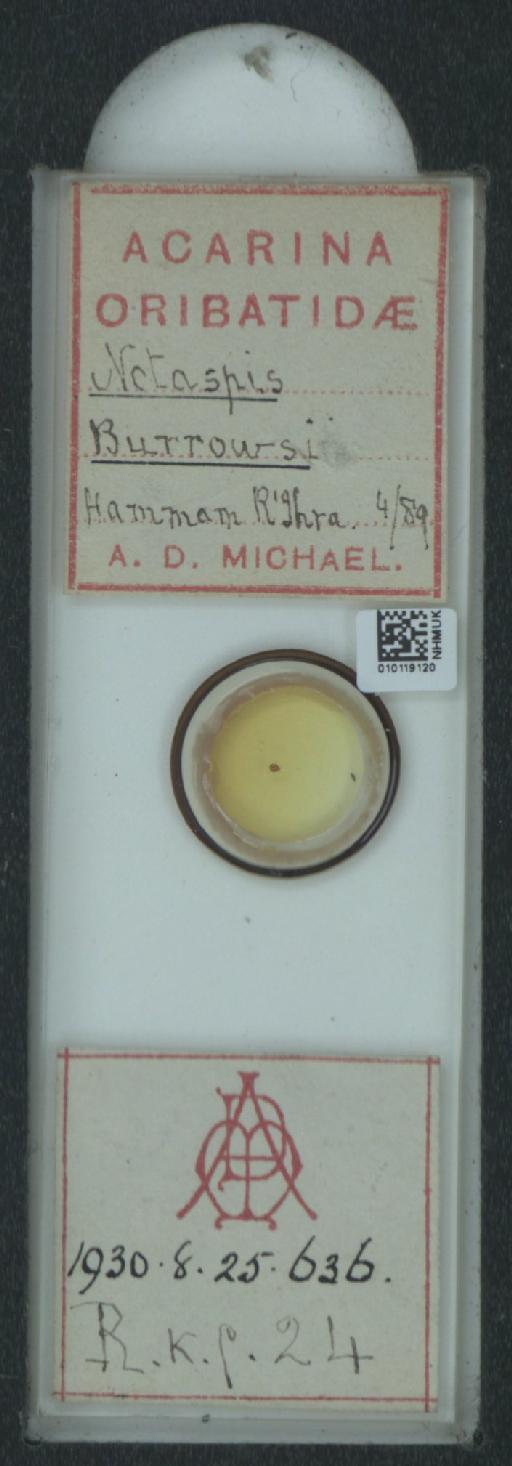 Notaspis burrowsii A.D. Michael, 1880 - 010119120_128159_550079
