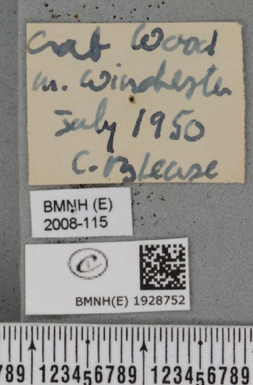 Cabera pusaria (Linnaeus, 1758) - BMNHE_1928752_label_494715