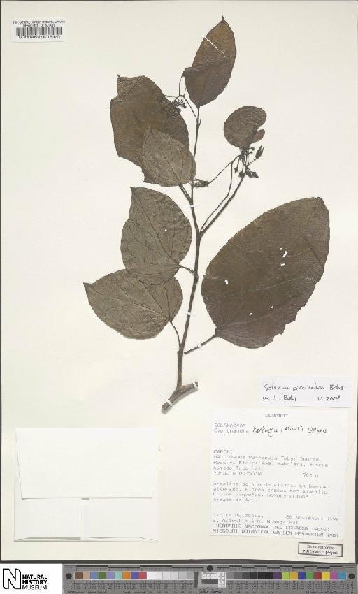 Solanum circinatum Bohs - BM000046974
