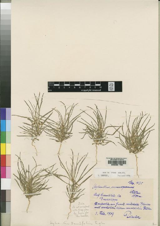 Hybanthus densifolius Engl. - BM000617695