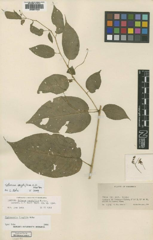 Solanum oxyphyllum C.V.Morton - BM000778020