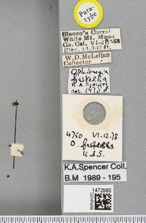 Ophiomyia fastella Spencer, 1981 - BMNHE_1472985_label_47369