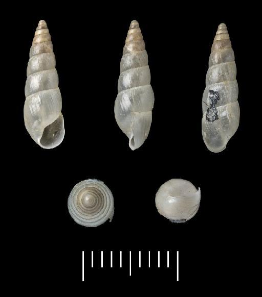 Bulimus fastigiatus Morelet, 1848 - 1893.2.4.1206-1208, Syntypes, Bulimus fastigiatus Morelet, 1848