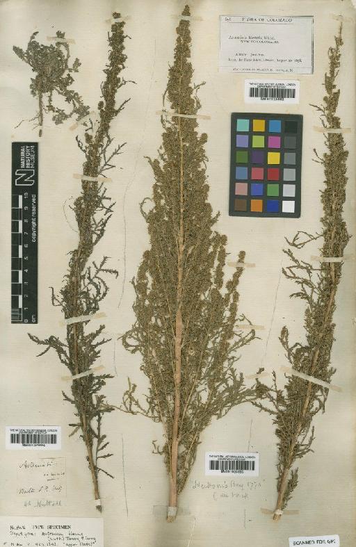 Artemisia biennis Willd. - BM001025666