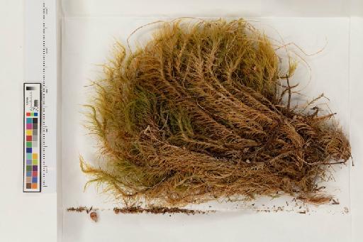 Dicranum majus Sm. - 013779747_a