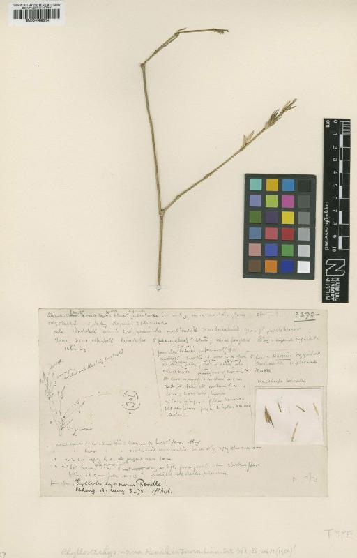 Phyllostachys nana Rendle - BM000959234