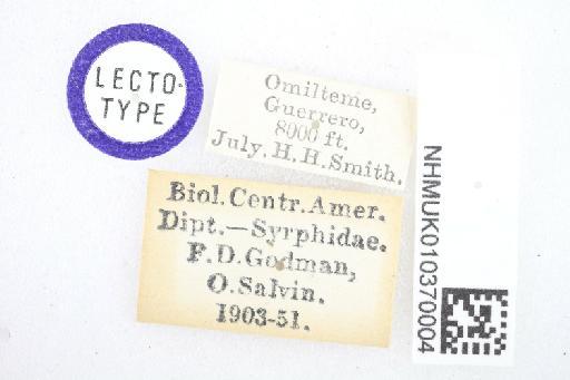 Mallota smithi (Williston, 1892) - Mallota smithi STM labels