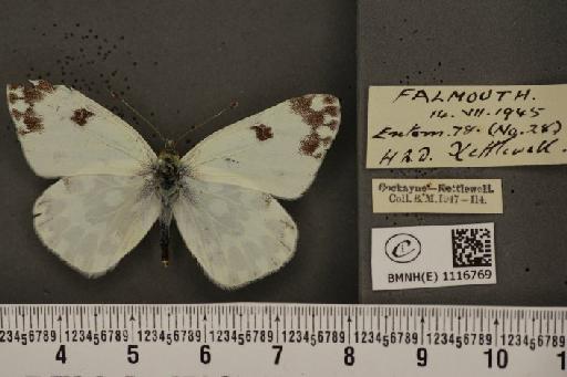 Pontia daplidice (Linnaeus, 1758) - BMNHE_1116769_68891