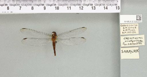 Orchithemis xanthosoma Laidlaw, 1911 - 011252973_92970_1255979_2