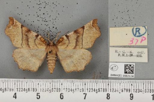 Selenia dentaria ab. infravenosa Boyes, 1954 - BMNHE_1882124_a_447850