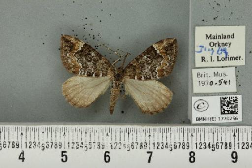 Dysstroma truncata truncata (Hufnagel, 1767) - BMNHE_1770256_351025