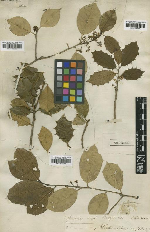 Ilex opaca Aiton - BM001025263